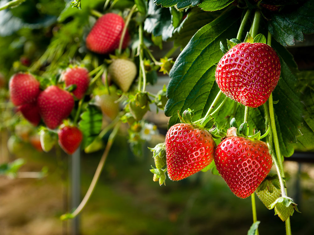 Strawberry plants - De Kemp