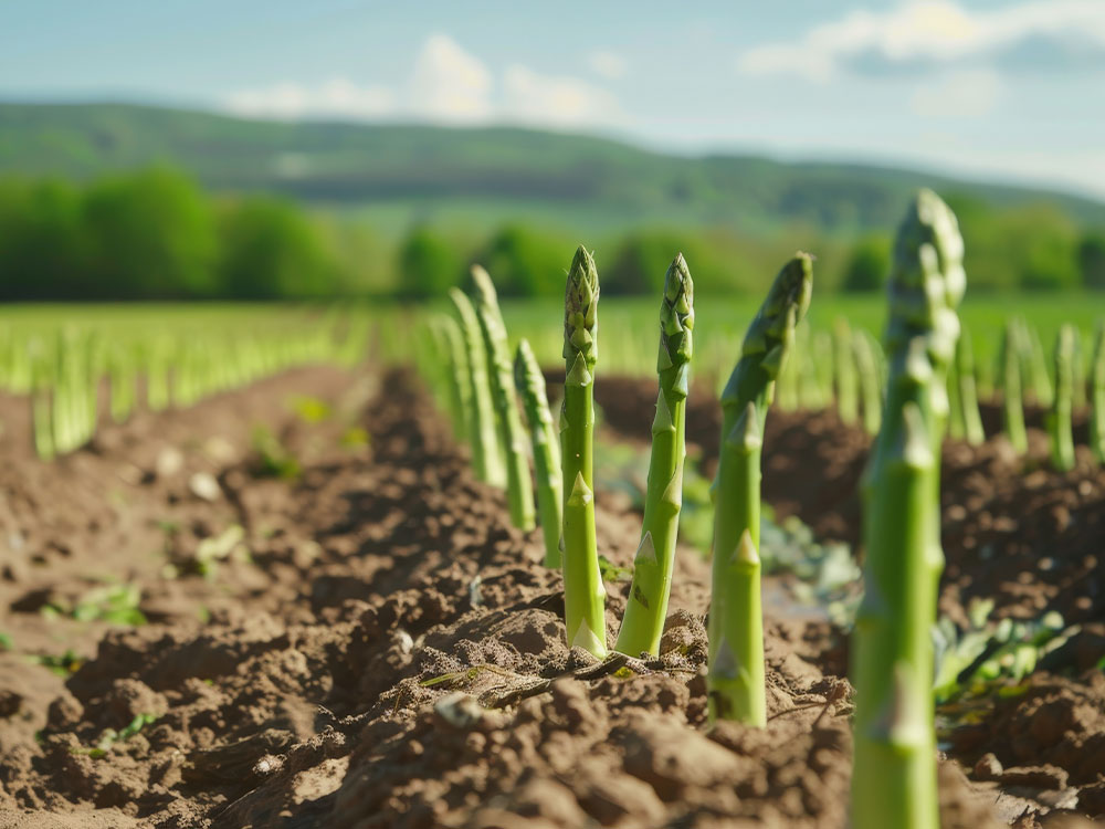 Asparagus plants - De Kemp