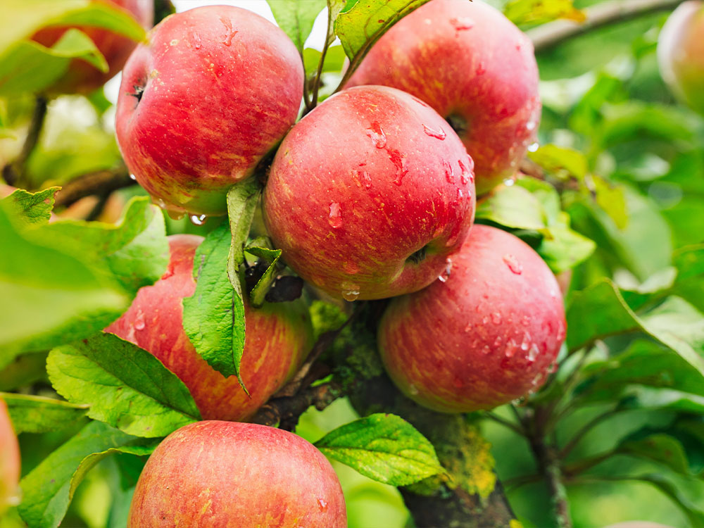 Podkładki  - De Kemp